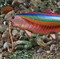 Salmon