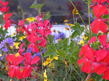 flower boxes