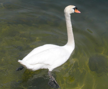 Swan