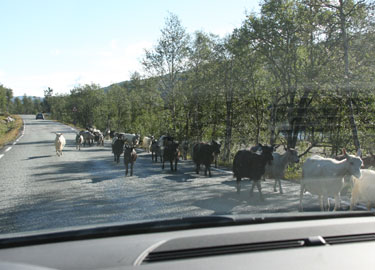 roadside goats
