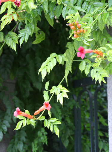 trumpetvine