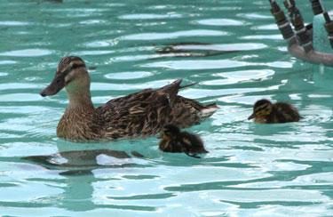 mother duck and ducklings